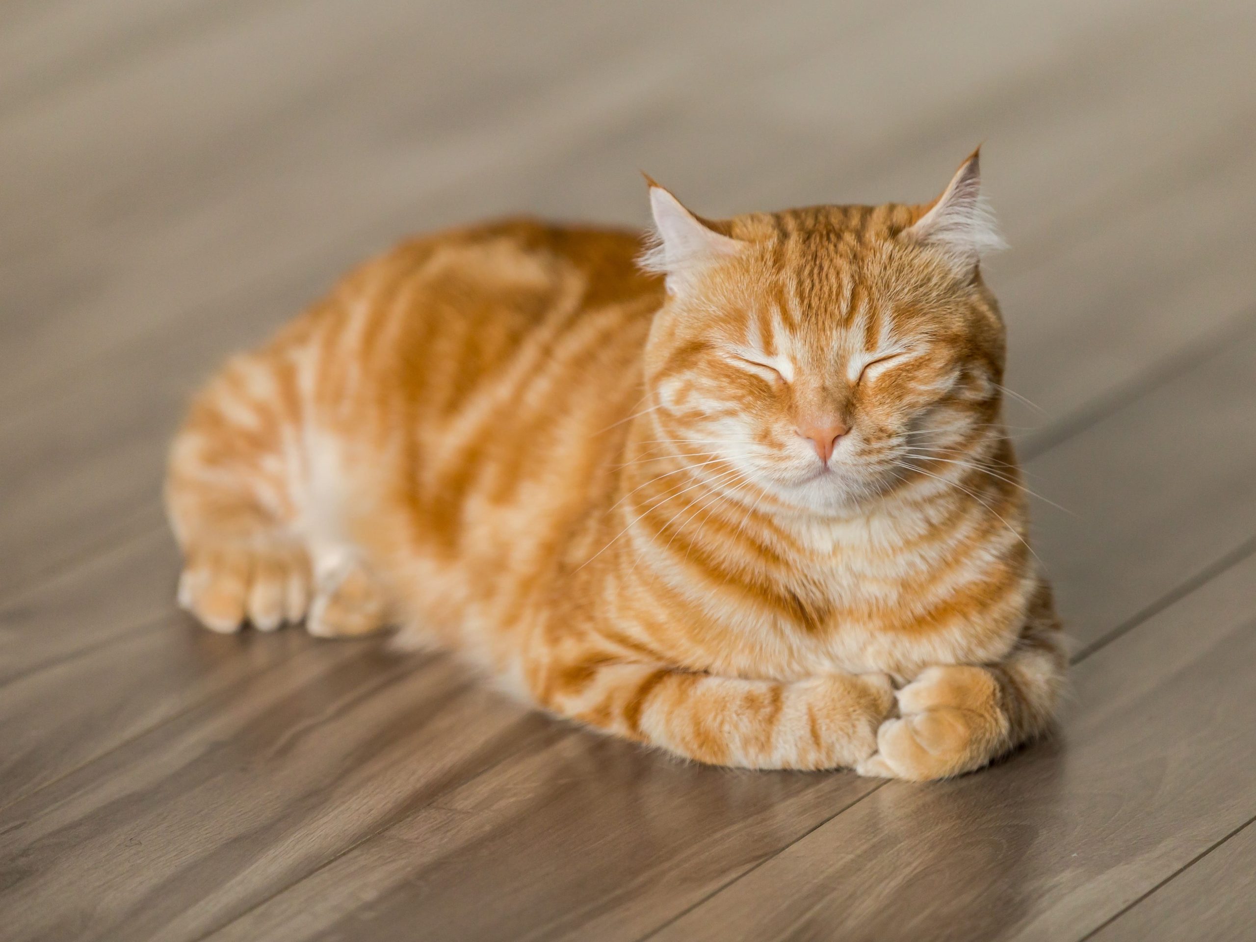 貓咪除跳蚤產品