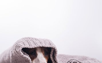 寵物害怕煙火聲?如何舒緩寵物對聲響的焦慮? 寵物受到驚嚇