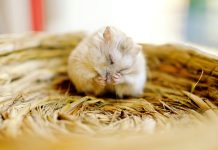 寵物鼠墊材、飼料建議