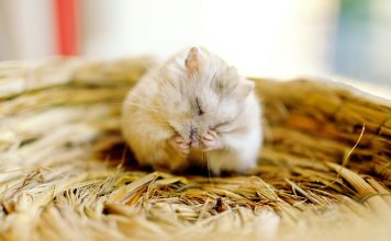 寵物鼠墊材、飼料建議