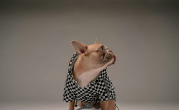 短吻犬呼吸道阻塞症候群