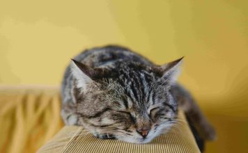 貓咪慢性腎臟病