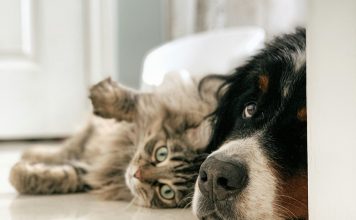 貓狗正常血小板數值,血小板減少症症狀、病因與治療 貓狗正常血小板數值