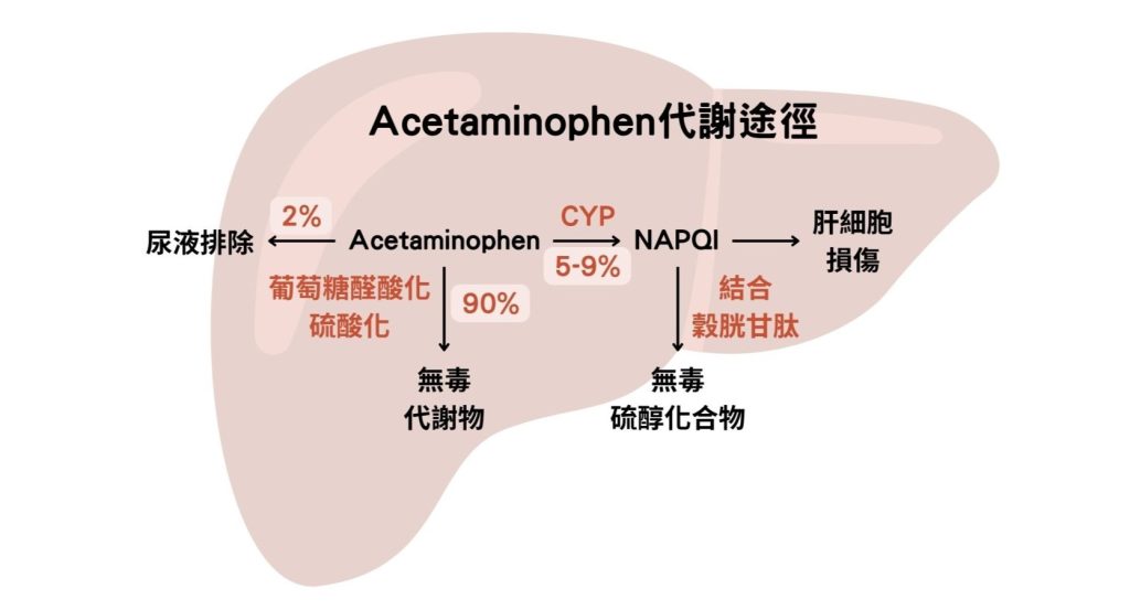 Acetaminophen代謝