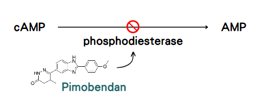 Pimobendan作用機轉