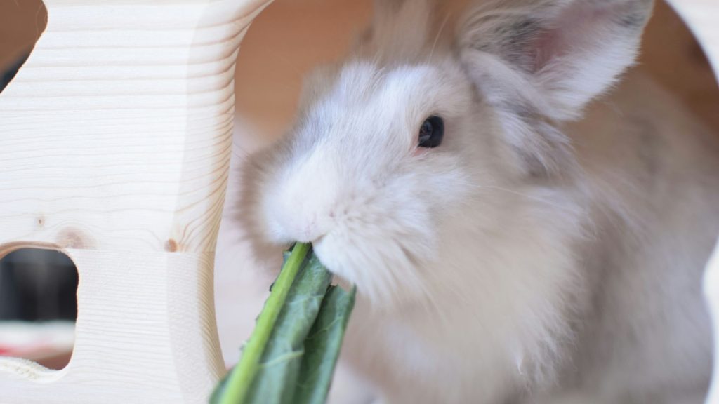 兔子磨牙食物