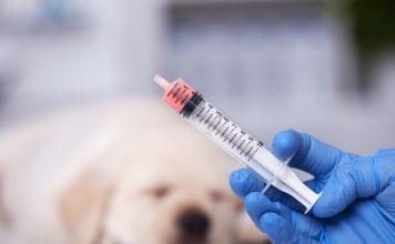 如何使用寵物餵藥器