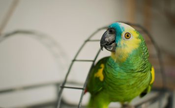 寵物鳥排泄物異常