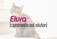 慢性腎臟疾病貓咪體重減輕治療藥物