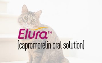 慢性腎臟疾病貓咪體重減輕治療藥物