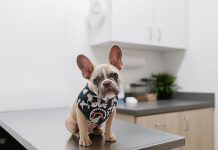 苗栗狂犬病
