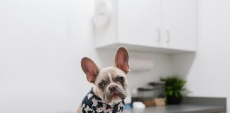 苗栗狂犬病