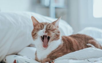 貓咪噴嚏打不停,留意呼吸道疾病徵兆 貓咪打噴嚏