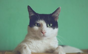 貓咪甲狀腺亢進飲食