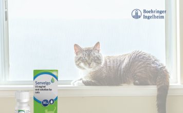 SENVELGO®成為首款貓咪糖尿病治療口服溶液,SGLT2抑制劑改變糖尿病治療選擇 貓咪糖尿病治療口服溶液