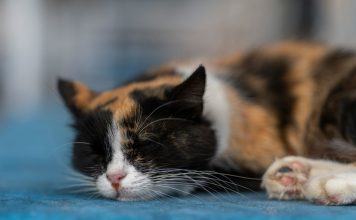 貓咪貧血症狀、臨床分類與治療選擇,識別6種貧血常見症狀 貓咪貧血