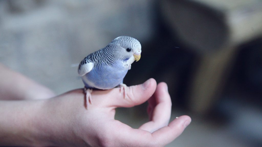 鸚鵡生蛋