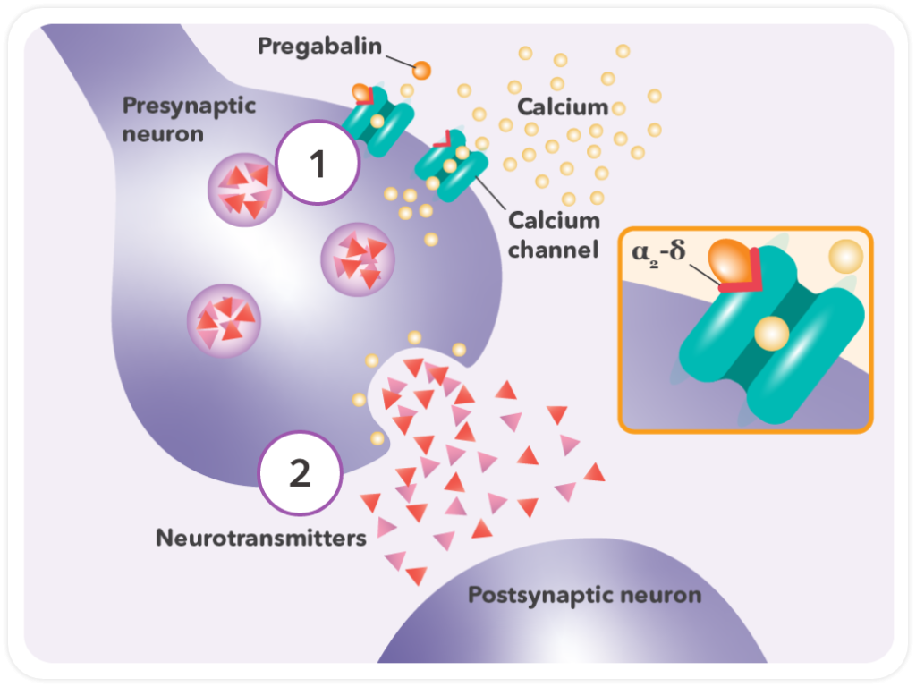 Bonqat(pregabalin)作用機轉