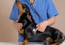 獸醫開的乖乖藥是什麼?認識PVPs寵物就醫前用藥!貓狗乖乖藥劑量、成分與使用注意事項懶人包 獸醫開的乖乖藥是什麼?認識PVPs寵物就醫前用藥!貓狗乖乖藥劑量、成分與使用注意事項懶人包