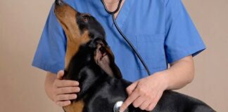 獸醫開的乖乖藥是什麼？認識PVPs寵物就醫前用藥！貓狗乖乖藥劑量、成分與使用注意事項懶人包