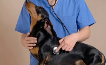 獸醫開的乖乖藥是什麼?認識PVPs寵物就醫前用藥!貓狗乖乖藥劑量、成分與使用注意事項懶人包 獸醫開的乖乖藥是什麼?認識PVPs寵物就醫前用藥!貓狗乖乖藥劑量、成分與使用注意事項懶人包