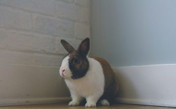 兔子跳蚤感染治療,fipronil成分除蚤藥物禁止用於兔子跳蚤感染 兔子跳蚤感染