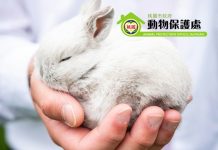 桃園市政府動物保護處113年度第一季非犬貓特寵認養活動323登場