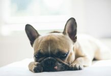 狗貧血症狀與治療