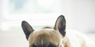 狗貧血症狀與治療