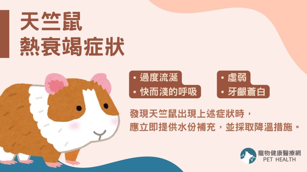 天竺鼠中暑症狀