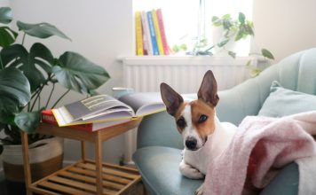 寵物用品選購指南