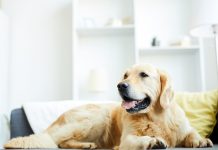狗狗使用大麻二酚（CBD）安全嗎？CBD的安全性與健康益處
