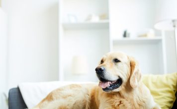 狗狗使用大麻二酚（CBD）安全嗎？CBD的安全性與健康益處