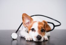 狗狗尿失禁治療