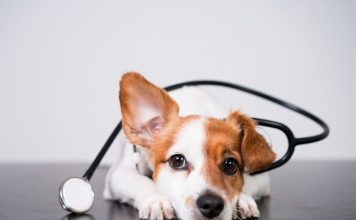 美國獸醫內科醫學會發表狗狗尿失禁診斷與治療共識 狗狗尿失禁治療