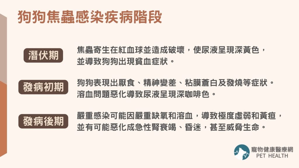 狗狗焦蟲感染疾病階段