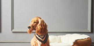 狗狗焦蟲症感染