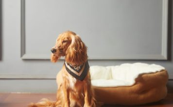 狗狗焦蟲症感染症狀與治療,是否會傳染給飼主? 狗狗焦蟲症感染