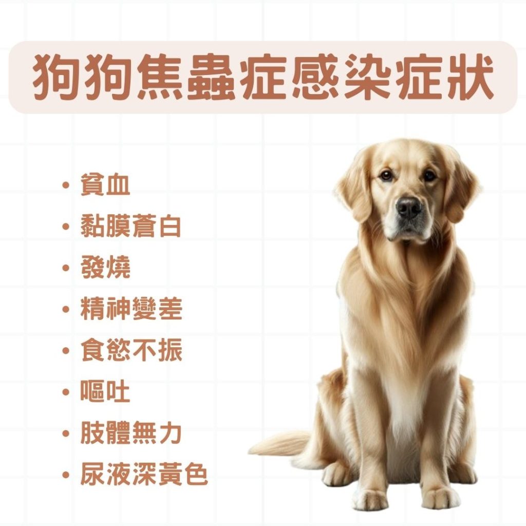 狗狗焦蟲症感染症狀