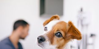 狗狗誤食葡萄中毒