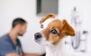 狗狗誤食葡萄或葡萄乾恐引發腎臟衰竭,誤食症狀與處置方式 狗狗誤食葡萄中毒