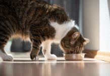 貓咪厭食症原因、症狀與治療