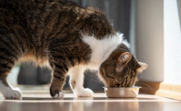 貓咪突然不吃飯?厭食症6大原因及症狀解析,幫助恢復食慾的治療方法 貓咪厭食症原因、症狀與治療