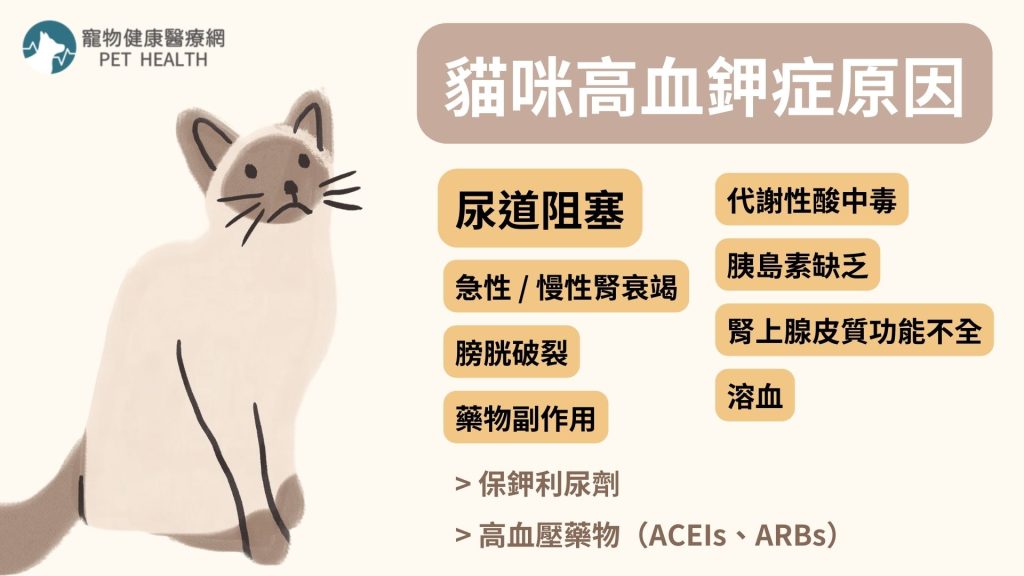 貓咪高血鉀症原因