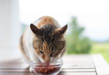 貓飼料低血鉀