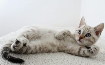 貓白血病病毒 (FeLV):預防、症狀及治療指南 貓白血病病毒