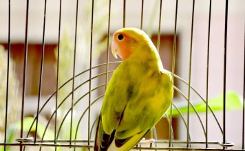 寵物鳥的洗澡指南:促進健康羽毛與皮膚保養 鸚鵡洗澡