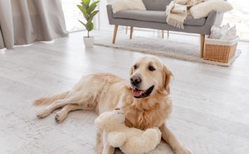 當飼主不在家時,如何幫助狗狗減輕分離焦慮? 狗狗分離焦慮