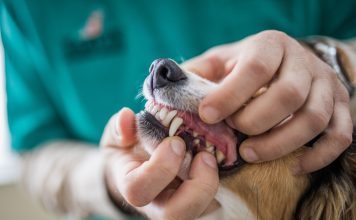 全面口腔健康評估和治療（COHAT）