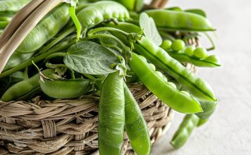 素食寵物食品對狗狗健康的影響,是否能夠兼具營養與環保? 素食寵物食品